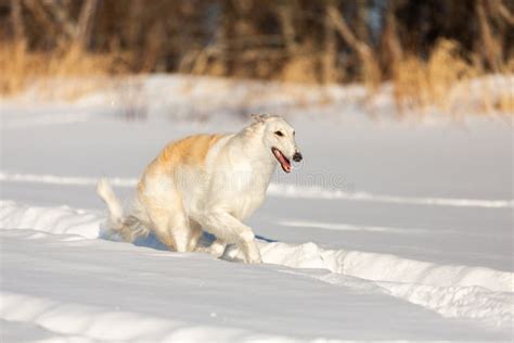 Happy Beige Russian Borzoi Dog Running On The Snow In The Winter Field
