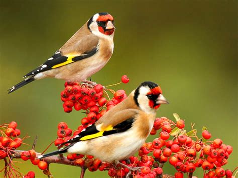 Beautiful Cool Finches Animals Birds Hd Desktop Wallpaper