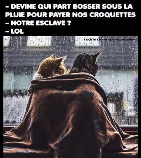 Image humour sous la pluie. Devine qui va bosser sous la pluie - Humour-France.fr | Cats, Silly cats, Great cat
