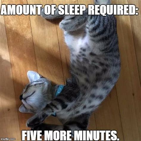 Tired Kitten Meme