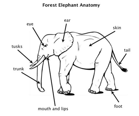 March 8, 2018april 9, 2014 by dictionary for kids. 2nd grade. Animals