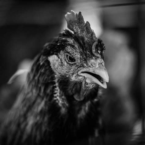 Black And White Chicken Portrait Limited Edition 1 Of 10 Photograph