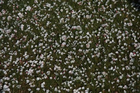 Free Images Nature Grass Blossom Black And White Lawn Meadow