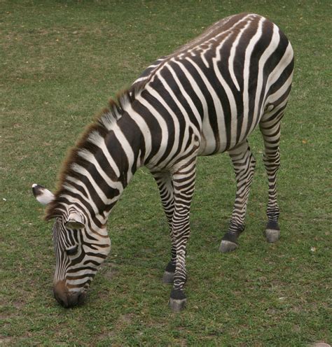 Filegrants Zebra At Indianapolis Zoo Wikimedia Commons