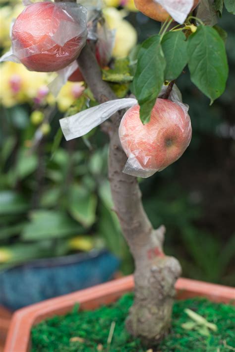 Growing Apple Trees In Containers Food Gardening Network