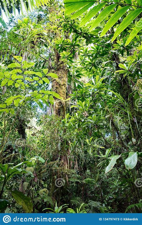 Lush Green Vegetation In Tropical Amazon Rain Forest Stock Image
