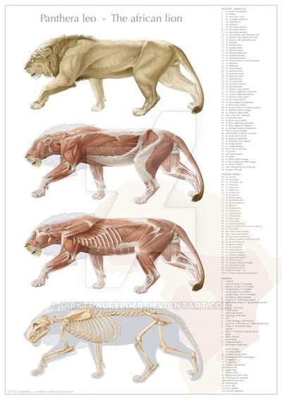 Maybe you would like to learn more about one of these? Lion anatomy, final version | Feline anatomy, Lion anatomy ...