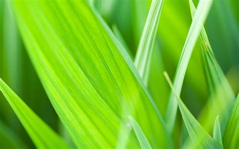 Grass Leaves Blur Light Hd Wallpaper Wallpaper Flare