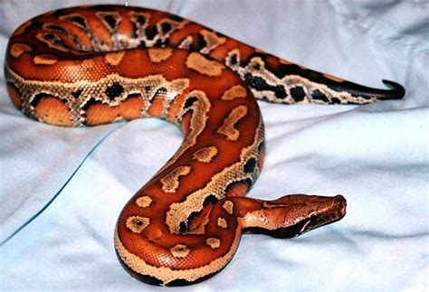 Python Curtus Brongersmai 2 Pet Snake Cute Reptiles Reptiles And