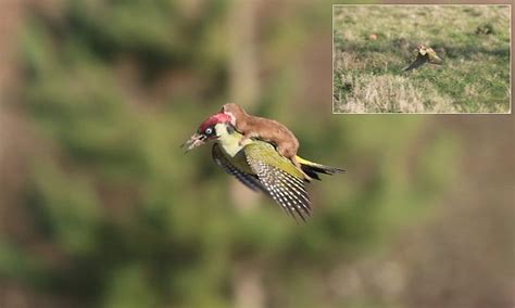 [b ] woodpecker pictured in flight with small mammal hitching on its back
