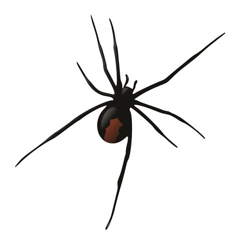 Graphics Rooweb Redback Spider Spider Clip Art