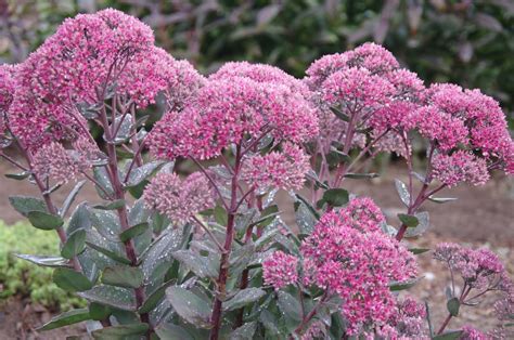 Woodside Plants New Sedum Varieties In Recent Times Many New Sedum