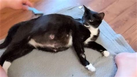 Super Pregnant Cat Has Adorable Kittens After Rescued Youtube