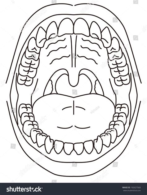 Schematic Diagram Oral Cavity: vetor stock (livre de direitos