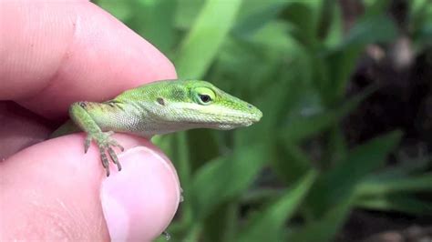 Green Anoles And Geckos Youtube