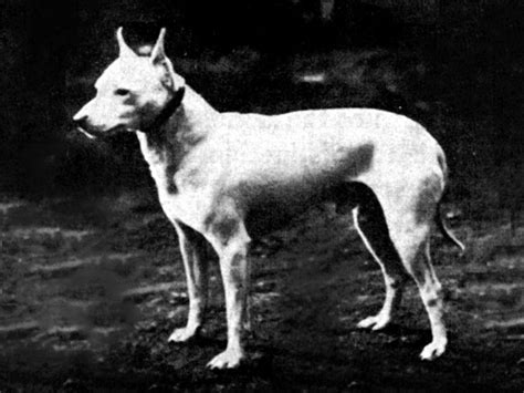Your Bull Terriers Extinct Ancestor The English White Terrier