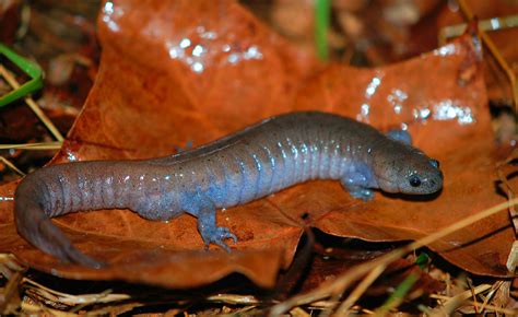 Streamside Salamander Ambystoma Barbouri Central KY WMA Joseph