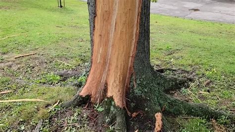 Lightning Leaves Tree With Swirly Spiral Scar Videos From The Weather