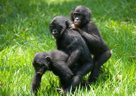Hier geht es genauso zu wie auf dem broadway zur. Baby-Bonobo-Affen — Stockfoto © GUDKOVANDREY #94266850