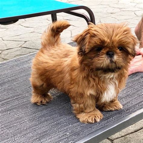 Available Puppies Shih Tzu Breeders Homes Shih Tzu Puppy Shitzu