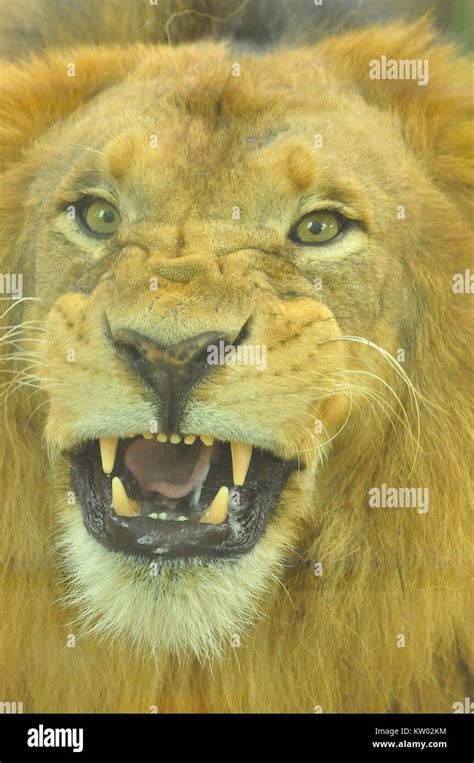 Male African Lion Panthera Leo Close Up Stock Photo Alamy