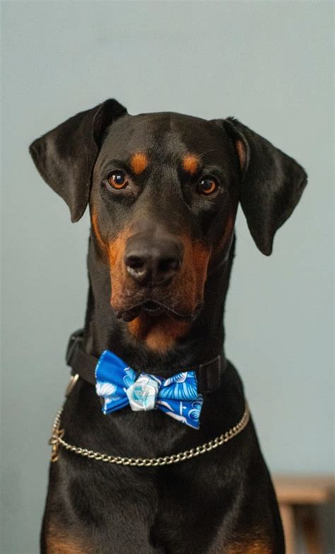 Rottweiler named wynd won 2015 akc human fund ace award. What is the Rottweiler Doberman Mix? | Labrottie.com