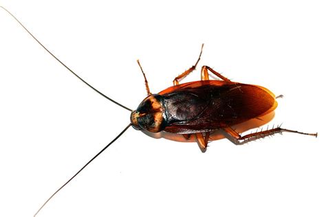 15 Types Of Roaches With Pictures A Complete Identification Guide 2021