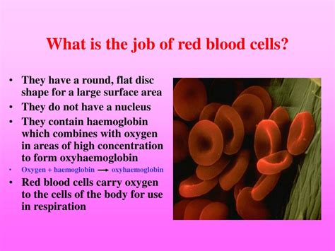 Ppt The Components Of The Blood Powerpoint Presentation Id653452