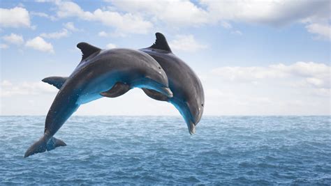 15 Delightful Facts About Dolphins Mental Floss