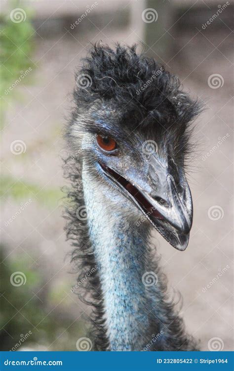 Emu Head And Neck Of An Australian Flightless Bird Stock Photo Image