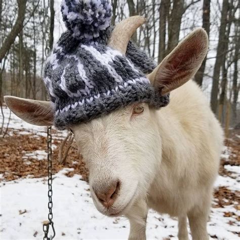 What Is Sweeter Than A Goat In A Knitted Hat Goats Of Anarchy