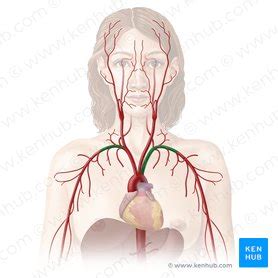 Enajenar sin precio anatomia subclavia Mendicidad Círculo de rodamiento