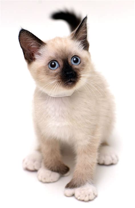 This Adorable Siamese Kitten Has A Few Extra Toes But It Just Makes
