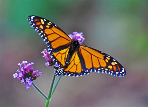 Monarch Butterfly Population Revives After Years Of Low Numbers