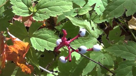 They are green creepers, commonly climbing up trees or hanging low to the ground. What does poison oak look like part 2 - white berries ...
