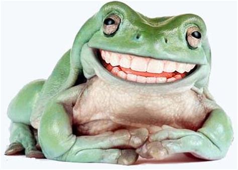 smiling frog wallpapers high quality