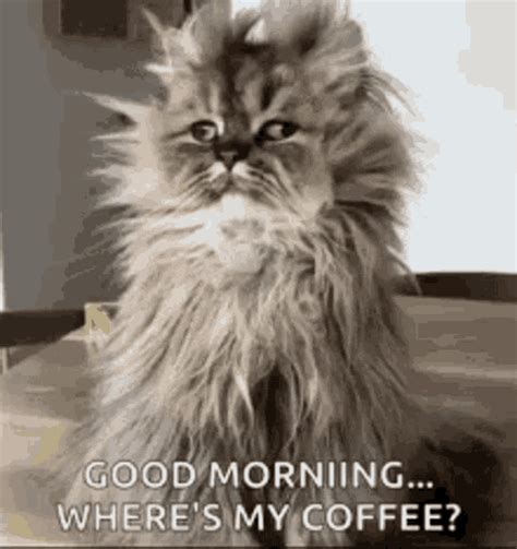 Coffee Time Good Morning  Coffeetime Goodmorning Cat Discover