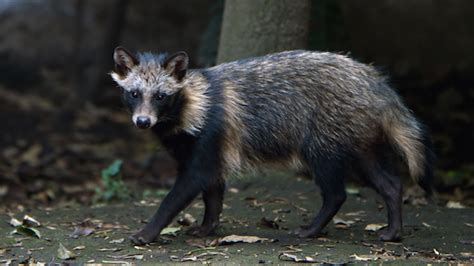 12 Surprising Facts About Raccoon Dogs Mental Floss