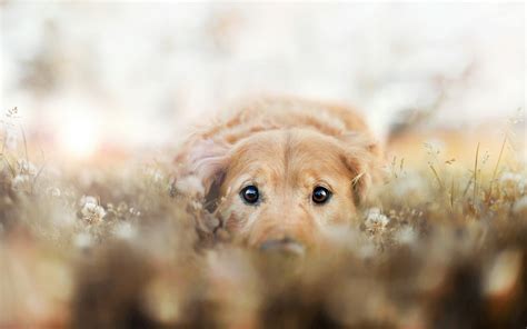 Dogs Face Shadow Profile Eyes Wallpaper Coolwallpapersme