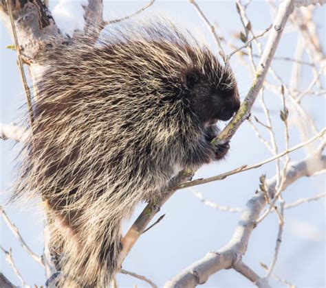 Porcupine Stock Photos Pictures And Royalty Free Images Istock