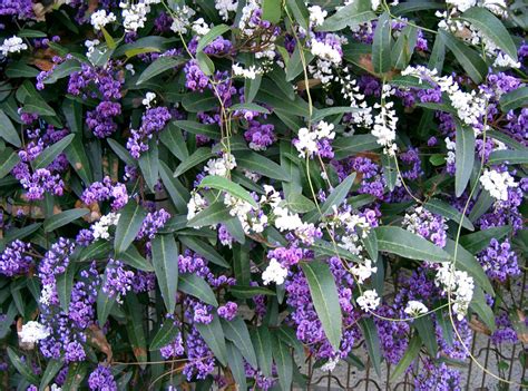 La pianta, a portamento cespuglioso, presenta siepe sempreverde fiorita tutti i consigli per la coltivazi. Pianta Rampicante Con Fiori Viola - Weihnachtsdeko Selber ...