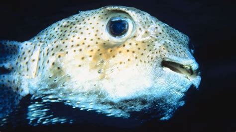 This Pufferfish Has The Best Smile In The Sea Oceana Puffer Fish