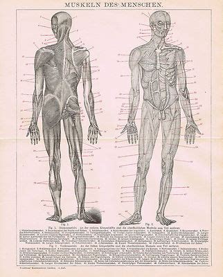 Anatomical Chart Print Muscles Of Human Body Anatomy Engraving Sexiz Pix