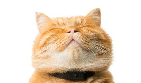 The Top 5 Facts About Cats You Didnt Know Petcarerx