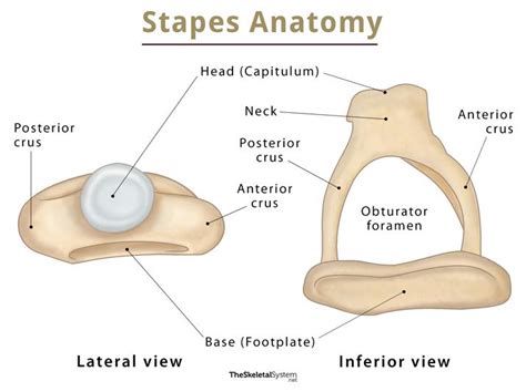 Stapes Functions Location Anatomy And Diagram