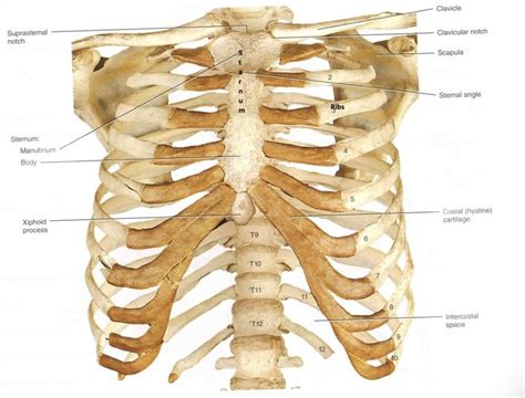 Human anatomy ribs pictures : Image result for human ribs | Human ribs, Human bones ...