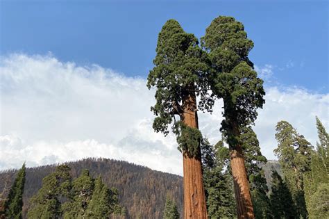 A Single Fire Killed Thousands Of Sequoias Scientists Are Racing To Save The Rest News Wliw Fm