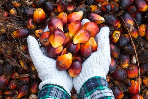 Palm oil exhibitions can be very useful if you want to make more contacts with others in the palm oil community. Fearing tobacco's fate, palm oil industry fights back ...
