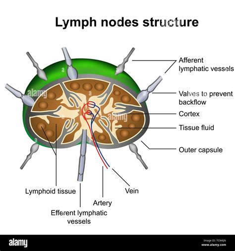 Lymph Nodes Hi Res Stock Photography And Images Alamy