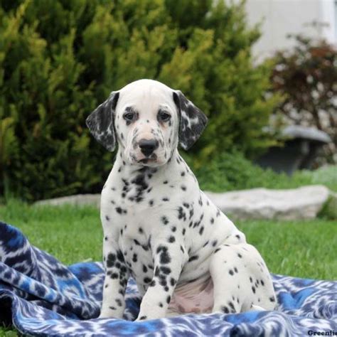 Appearance dalmatian puppies mature to be strong, athletic, muscular dogs. View & Explore All Dog Breeds | Greenfield Puppies